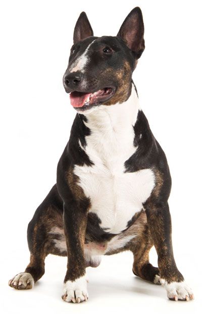 Miniature Bull Terrier