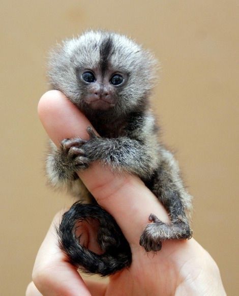 Monkey #monkey #tiny