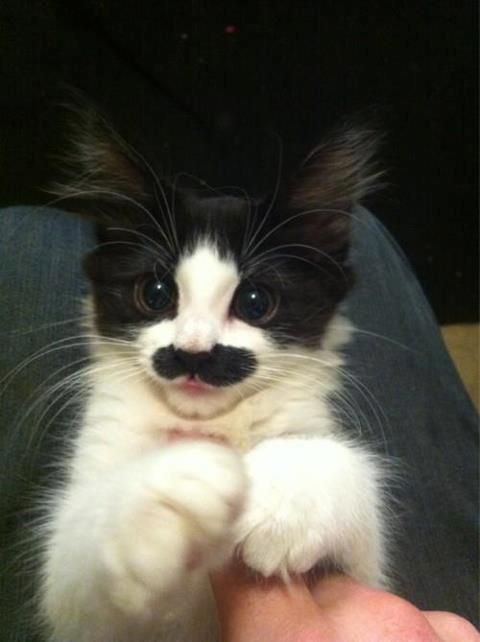 Mustache cat :)