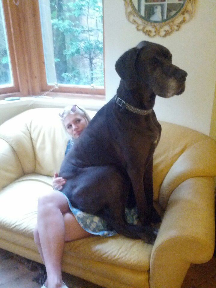 Now that's a lap dog