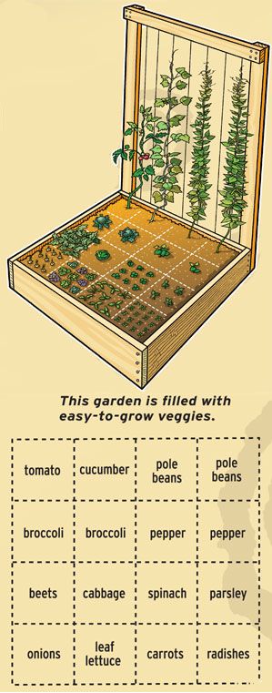 Plant a compact vegetable garden