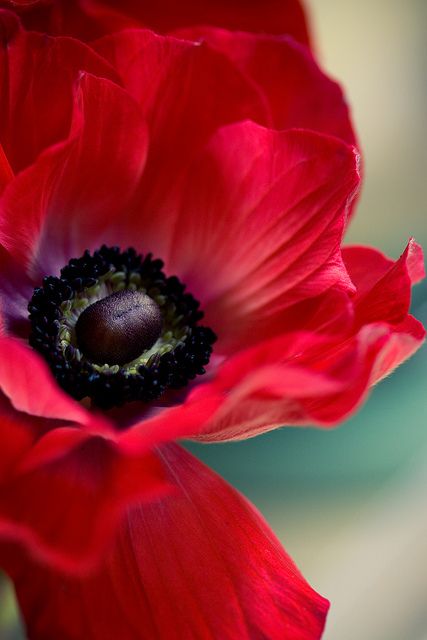 Poppy, I love the color