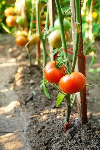 Pruning Tomatoes- great article.