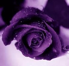 Purple Rose.