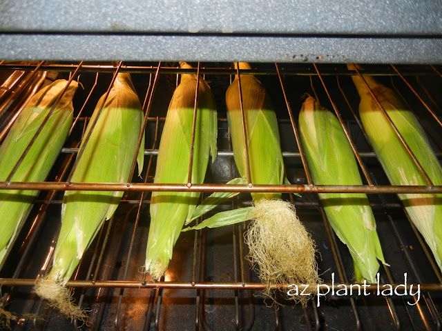 Quick & Easy way to cook delicious corn on the cob.  Simply place the entire