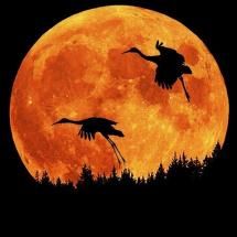 Sandhill cranes landing under a full moon.