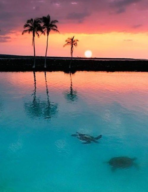 Sea Turtle Sunset, Tobago Cays, The Grenadines