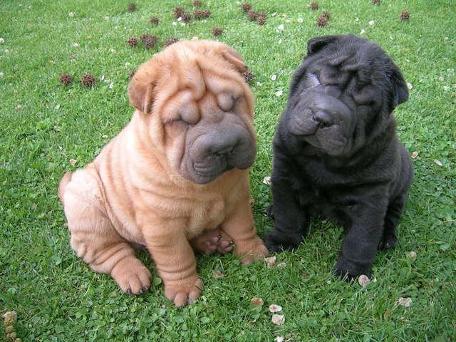 Shar-pei :)