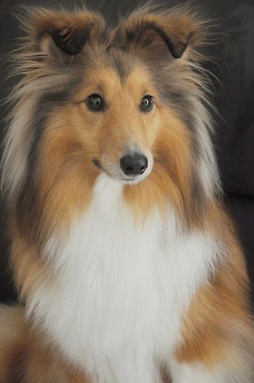 Shetland Sheepdog