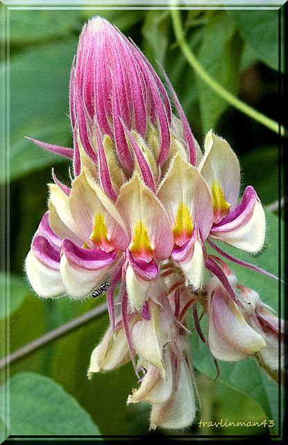 Spikes – Rare Afgekia sericea, Legume by travlinman43, via Flickr