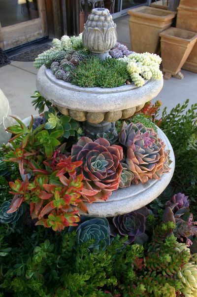 Succulent container gardens can transform bland outdoor spaces into inviting liv