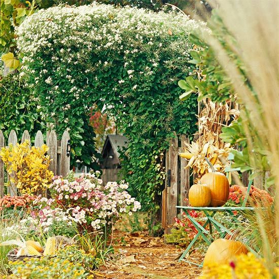 Sweet Autumn Clematis