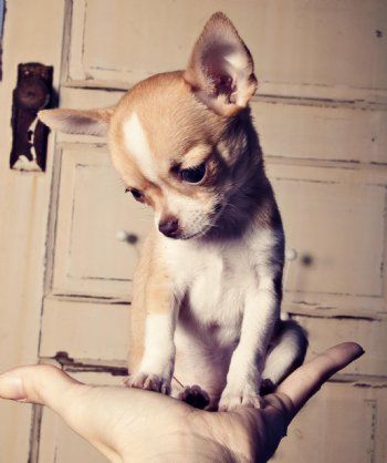 Teacup chihuahua puppy
