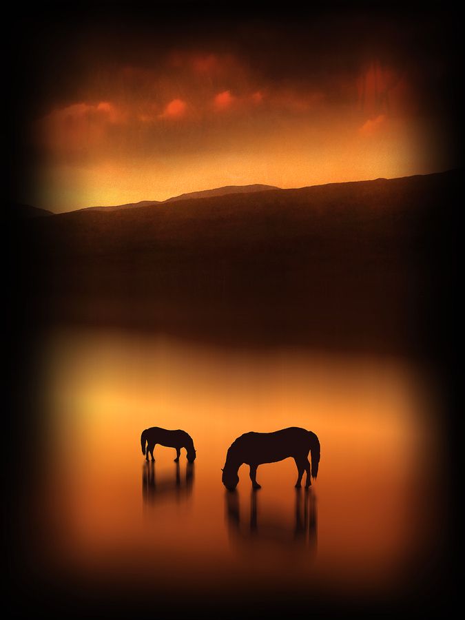 The Horses at Sunset by Jenny Woodward, via 500px