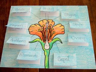 The Inspired Classroom: Flower Parts And Their Jobs: A Science Poster