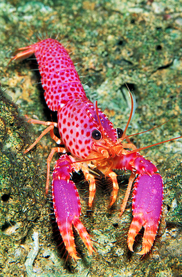 The Purple Reef Lobster