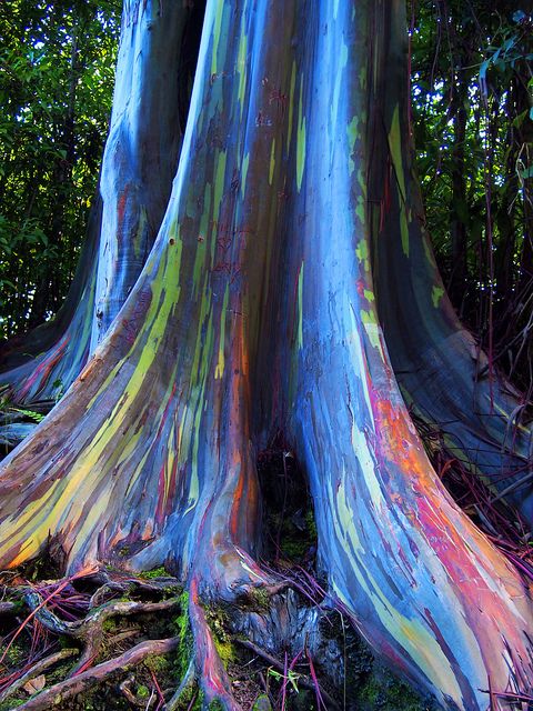 This form of eucalyptus tree grows in Maui rainforests where the bark peels back