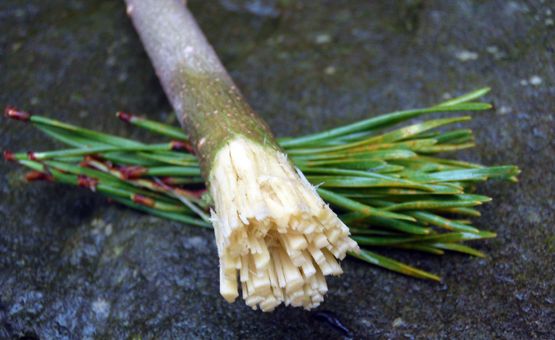 To make a twig toothbrush, simply cut a green twig about the diameter of a penci