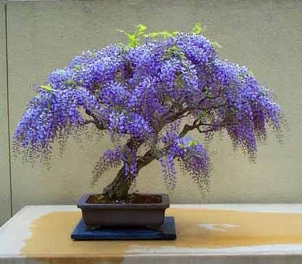 Wisteria bonsai Need to try this it is growing everywhere.