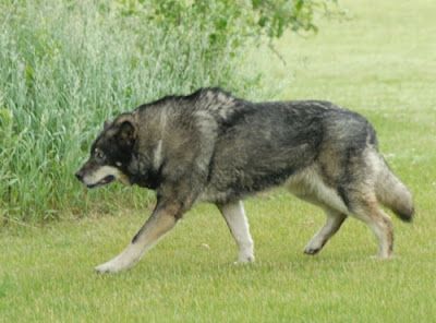 Wolf-dog