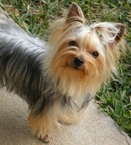 Yorkie!