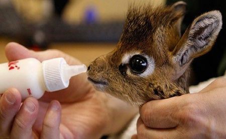 a baby giraffe!