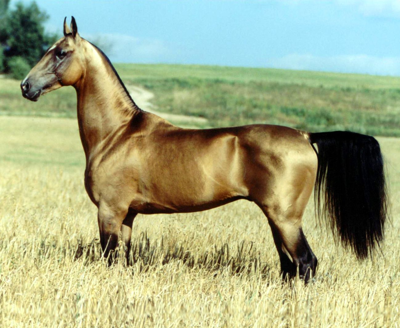 a magnificent Akhal-teke