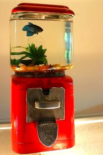 ahh this would be so precious for Saban baby! (my betta fish)