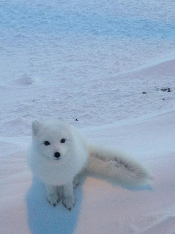arctic snow fox!