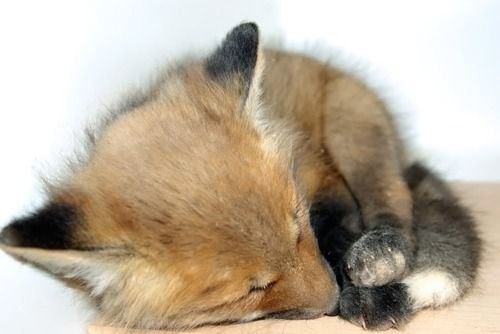 baby fox