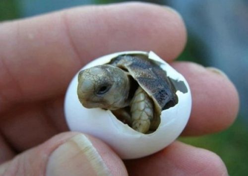 baby turtle