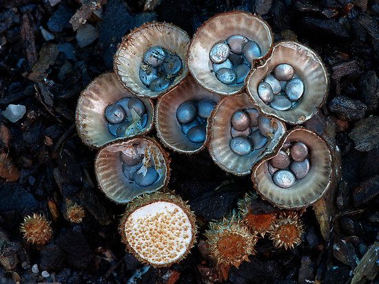 birdnest fungi 2 by Steve Axford