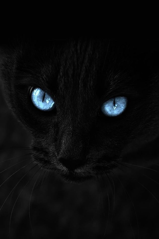 black cat ^blue eyes