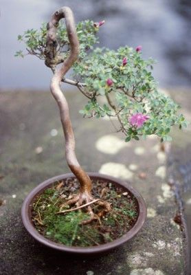 bonsai