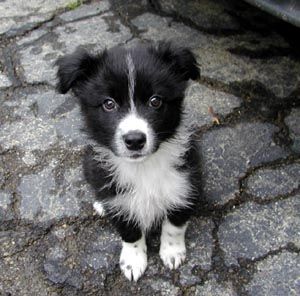 border collie– one of the most intelligent dogs