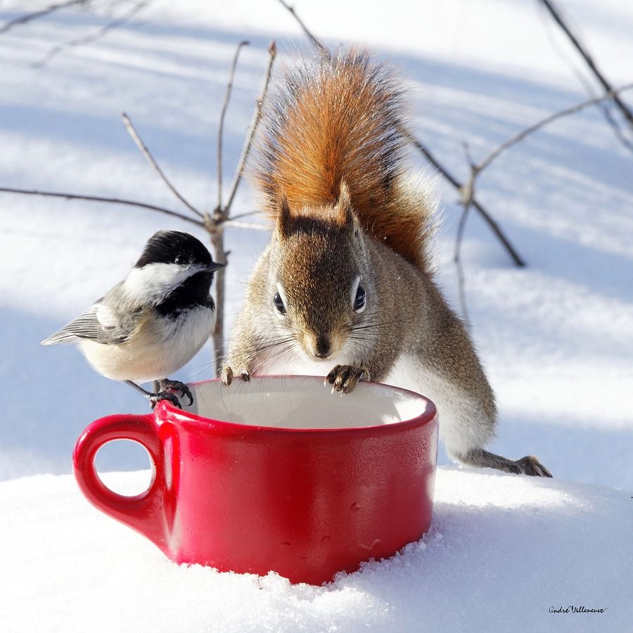 both are curious