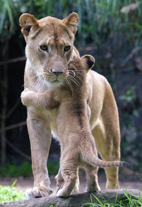 cat lion cub Lion Cub