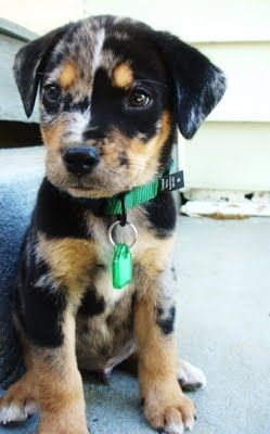 catahoula leopard pup! His face! Oh so cute