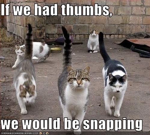 cats-would-snap-if-they-had-thumbs..and do a rendition of West Side Story