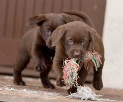 Chocolate lab puppies!