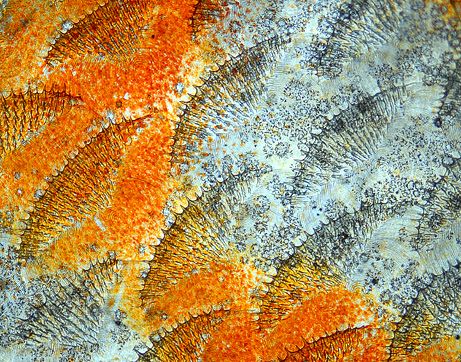 discus fish scales macro