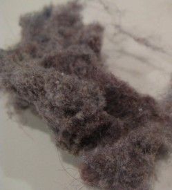 dryer lint makes great seed starter carpet
