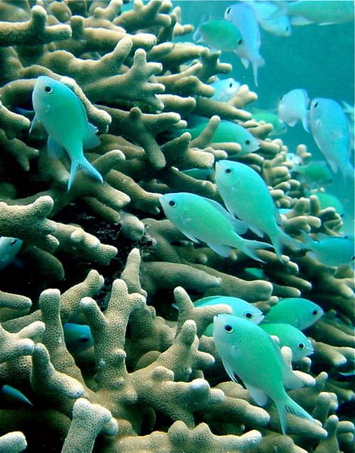 fish among the coral