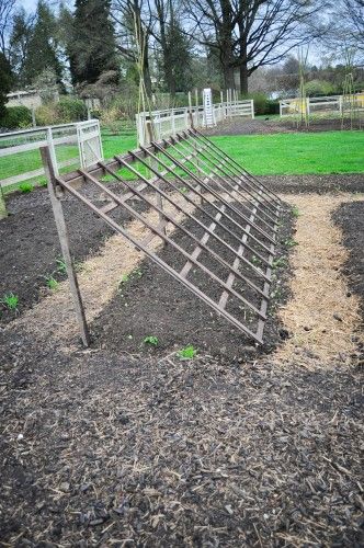 gorgeous sturdy trellis for climbers like cucumbers and watermelon – provide gre