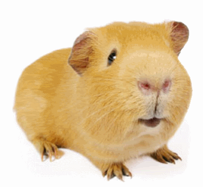 guinea pig