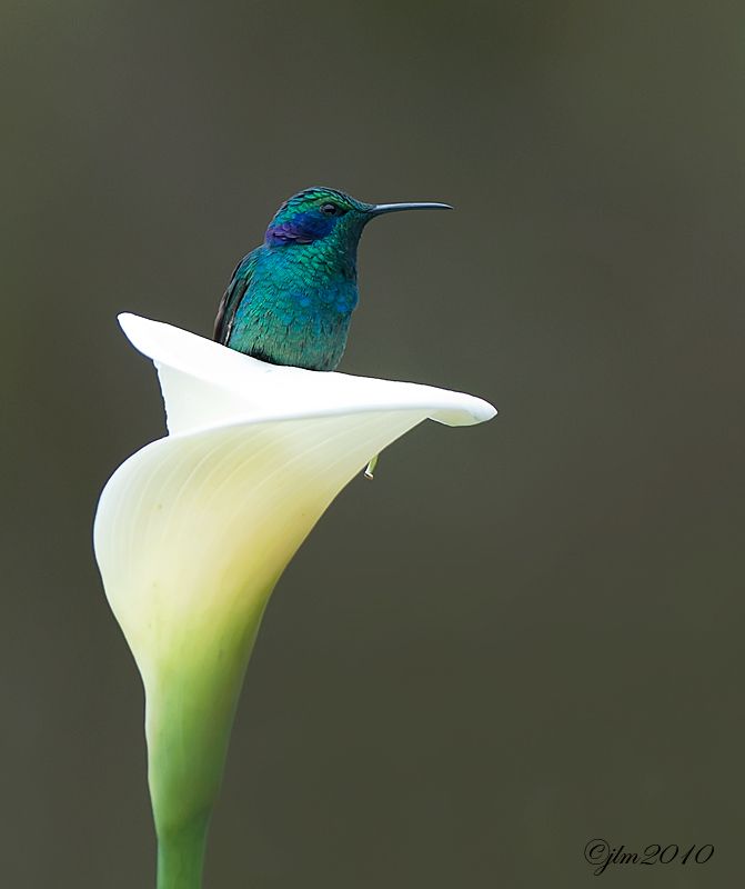 hummingbird sitting in a lily