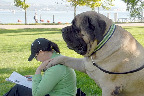 i love mastiffs