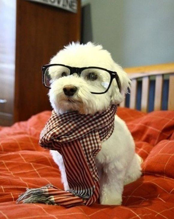 intellectual pup