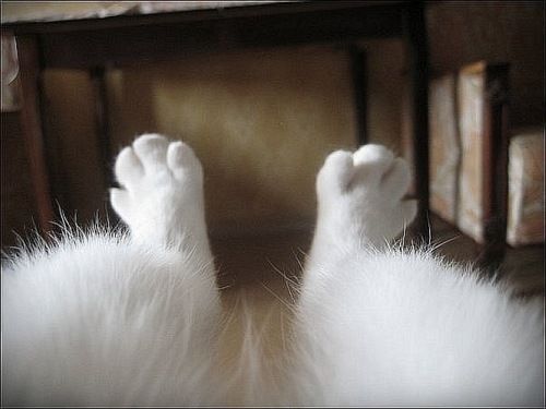 kitty toes…