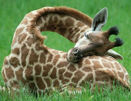 sleeping baby giraffe